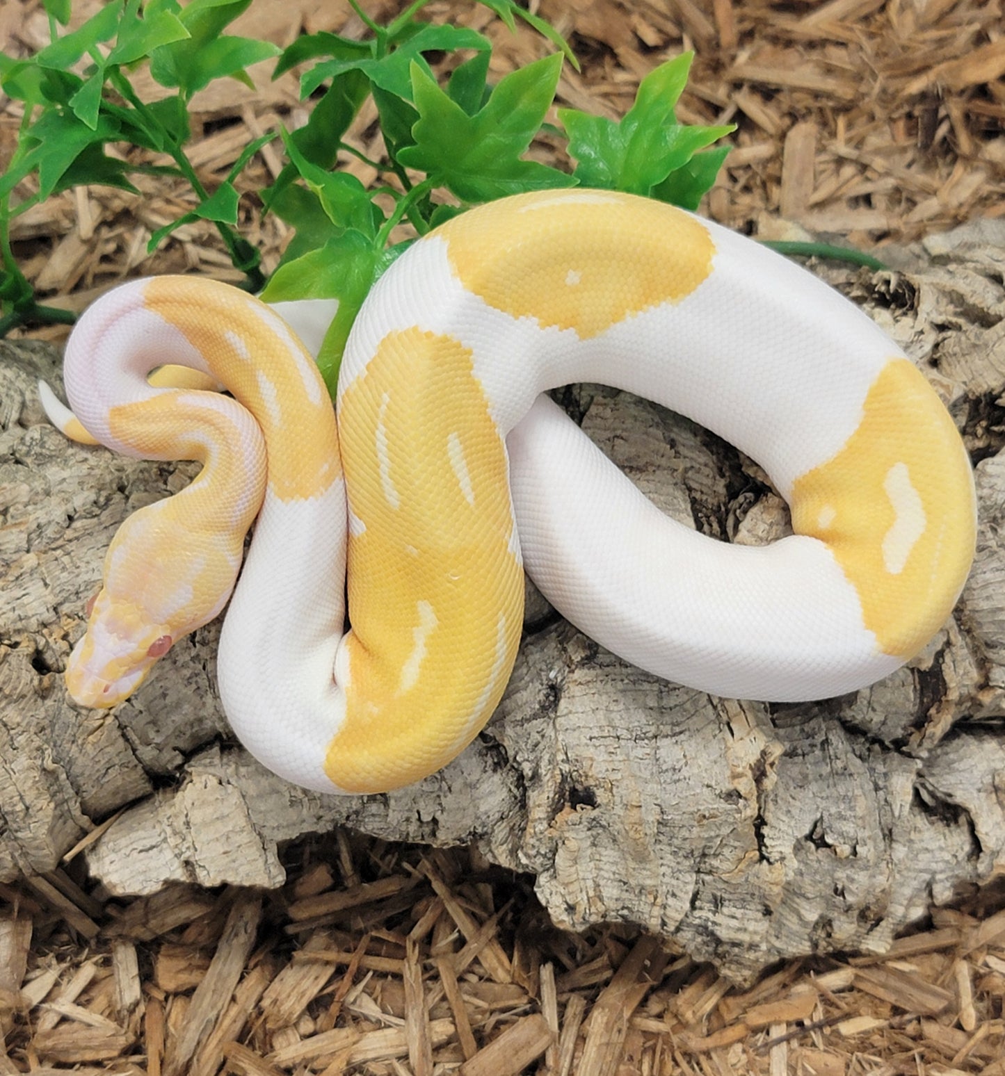 Albino Piebald - F