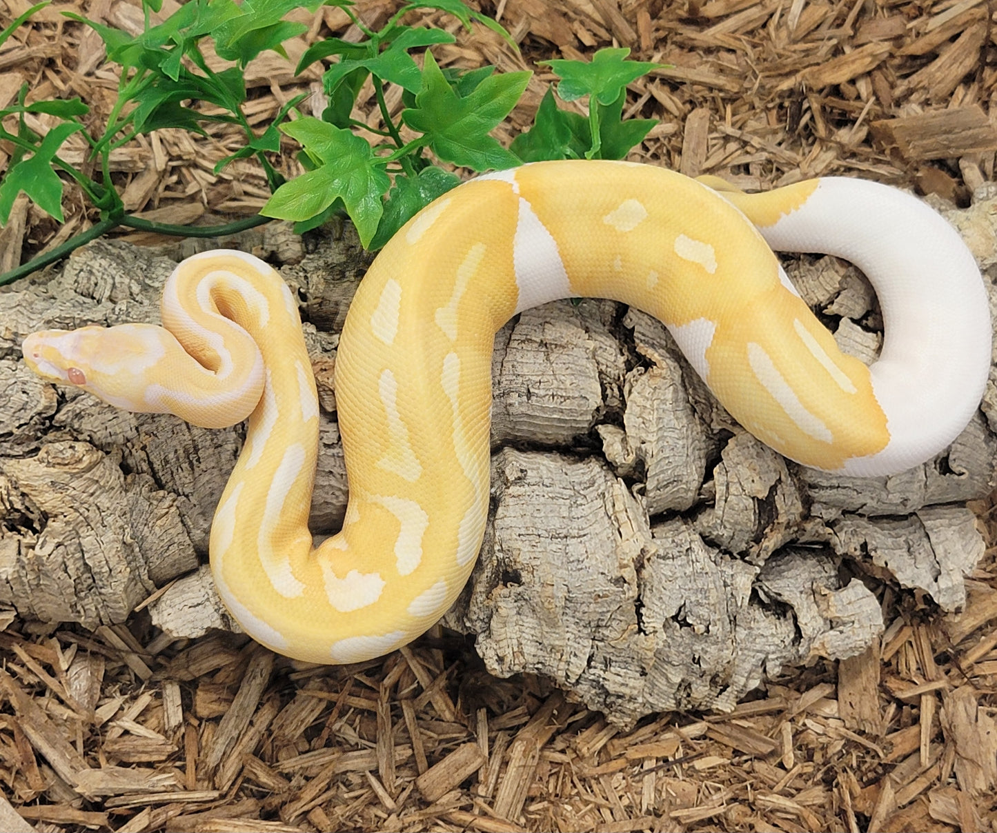 Albino Piebald - F