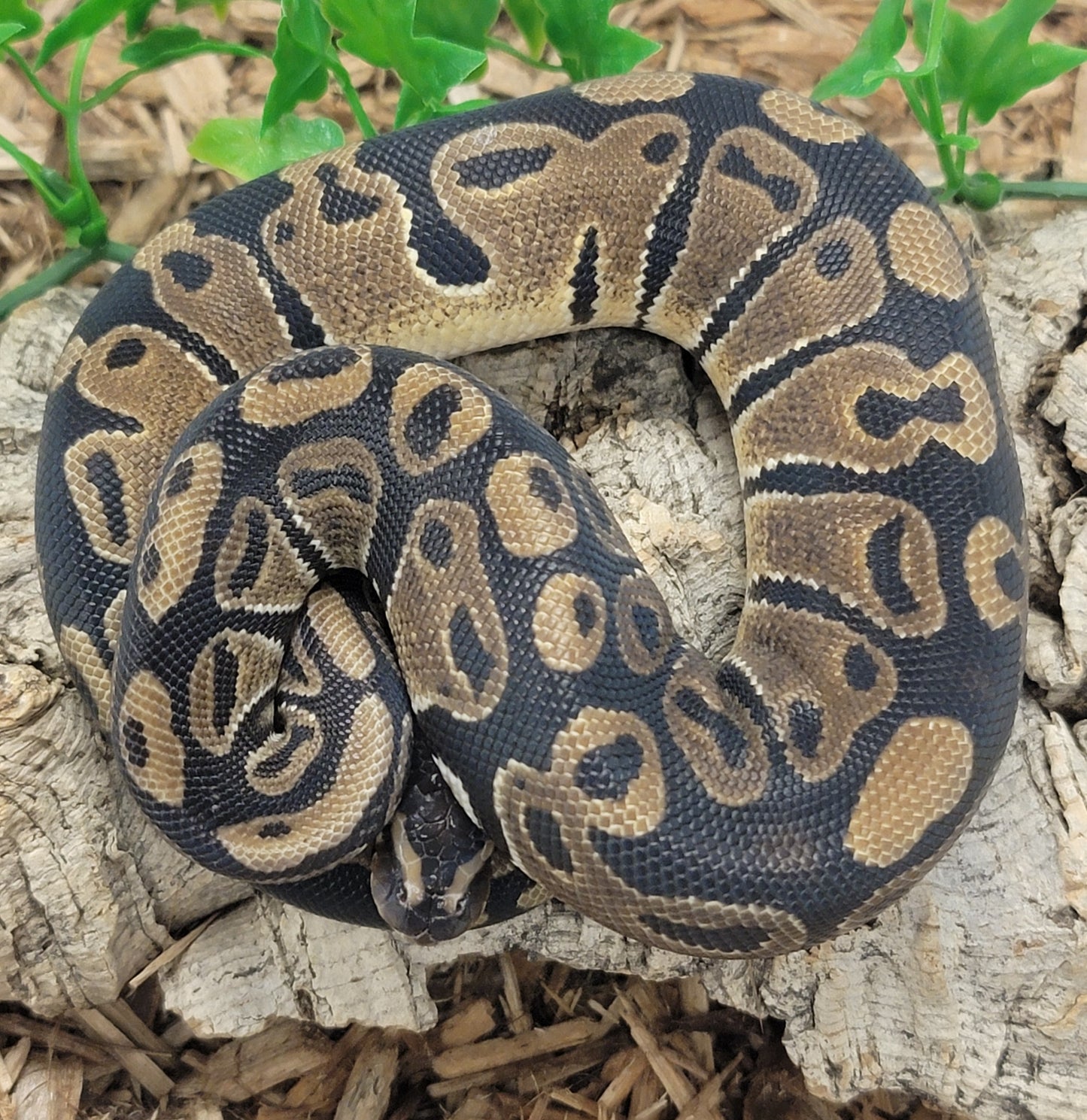 Double het Albino Pied - M