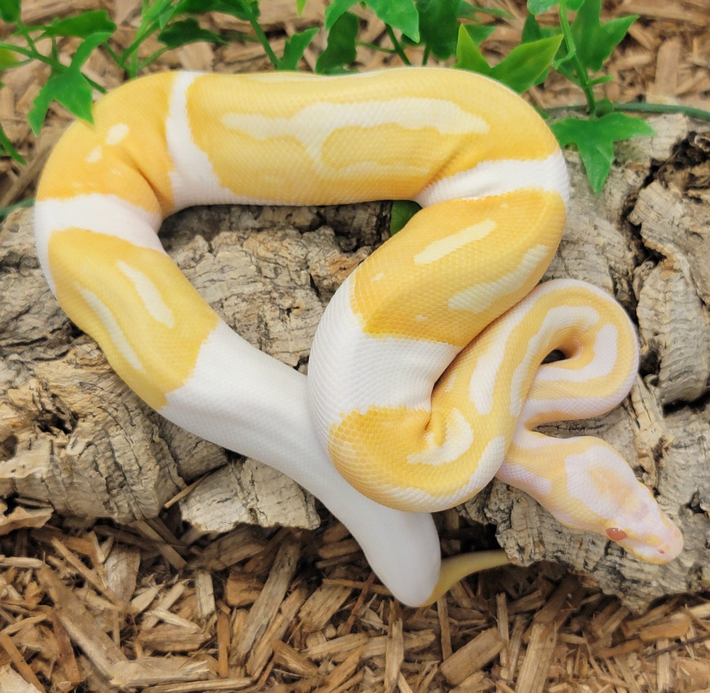 Albino Piebald - F