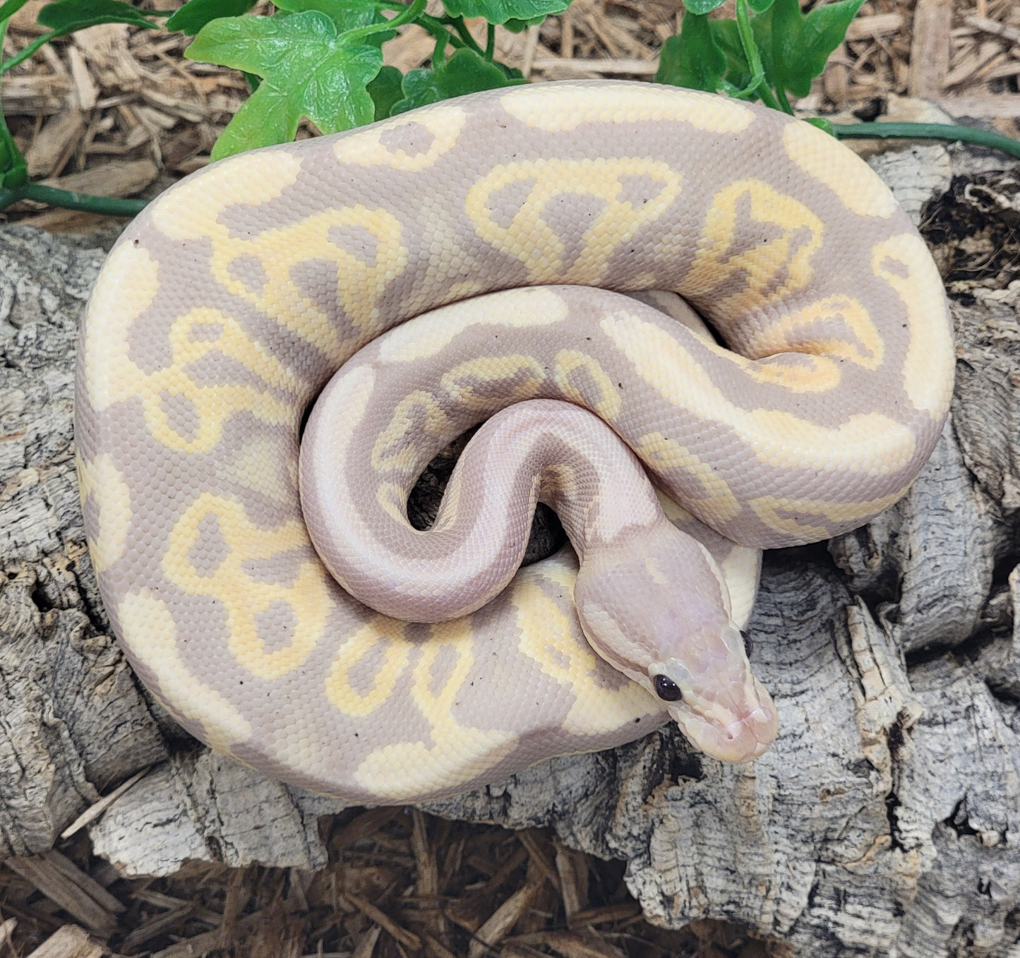 Black Pastel Coral Glow het Clown - F