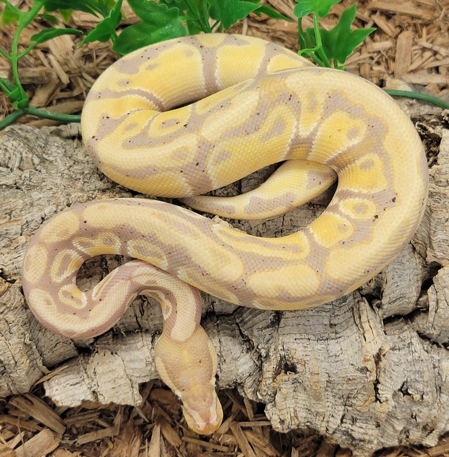 Banana Yellowbelly het Clown - M