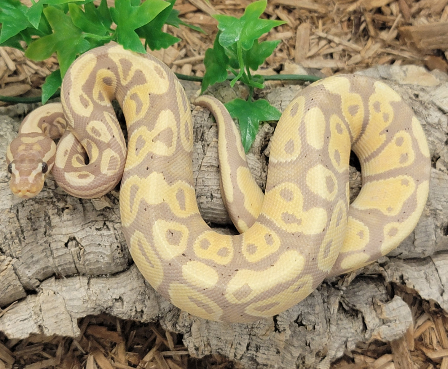 Coral Glow 66% het Pied - F