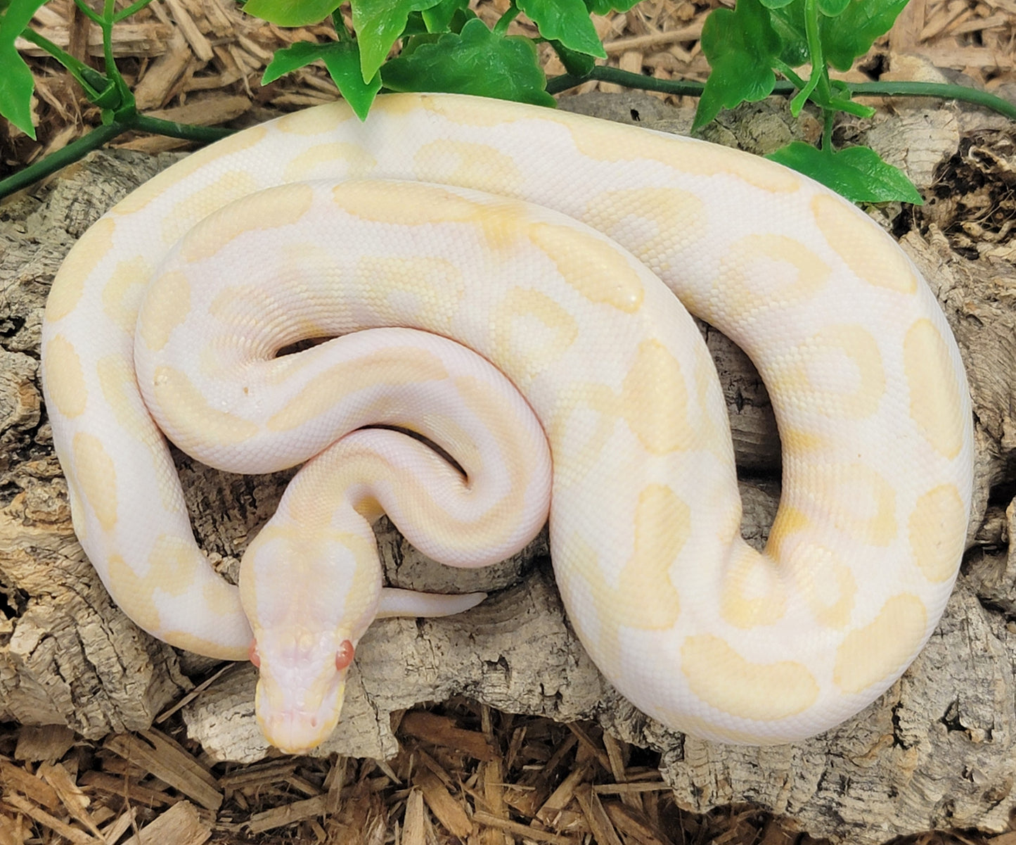 Albino Mystic - M