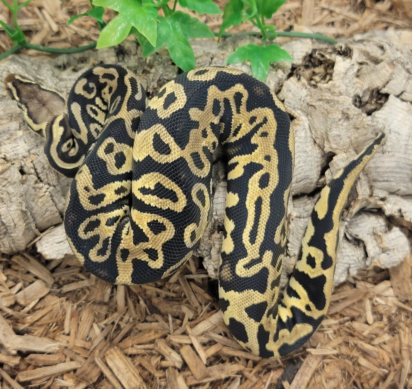 Pastel Yellowbelly Leopard - F