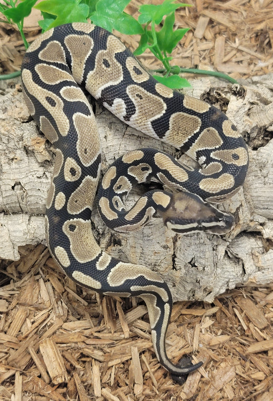 Double het VPI Axanthic (Lightning) Pied - F