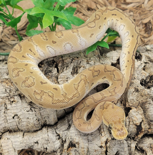 Mojave Pinstripe Clown - M