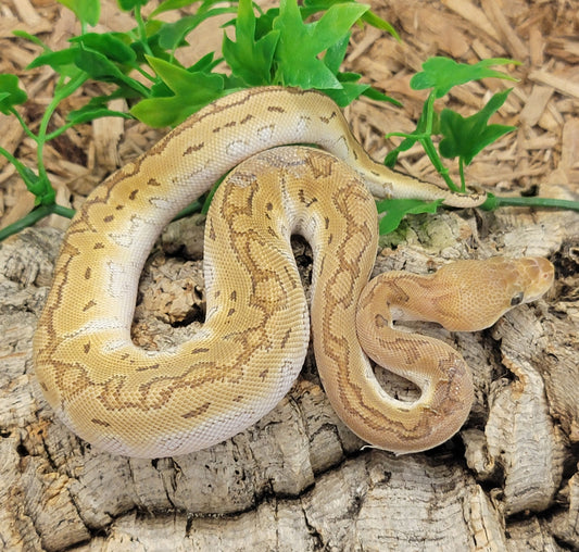 Mojave Pinstripe Clown - F