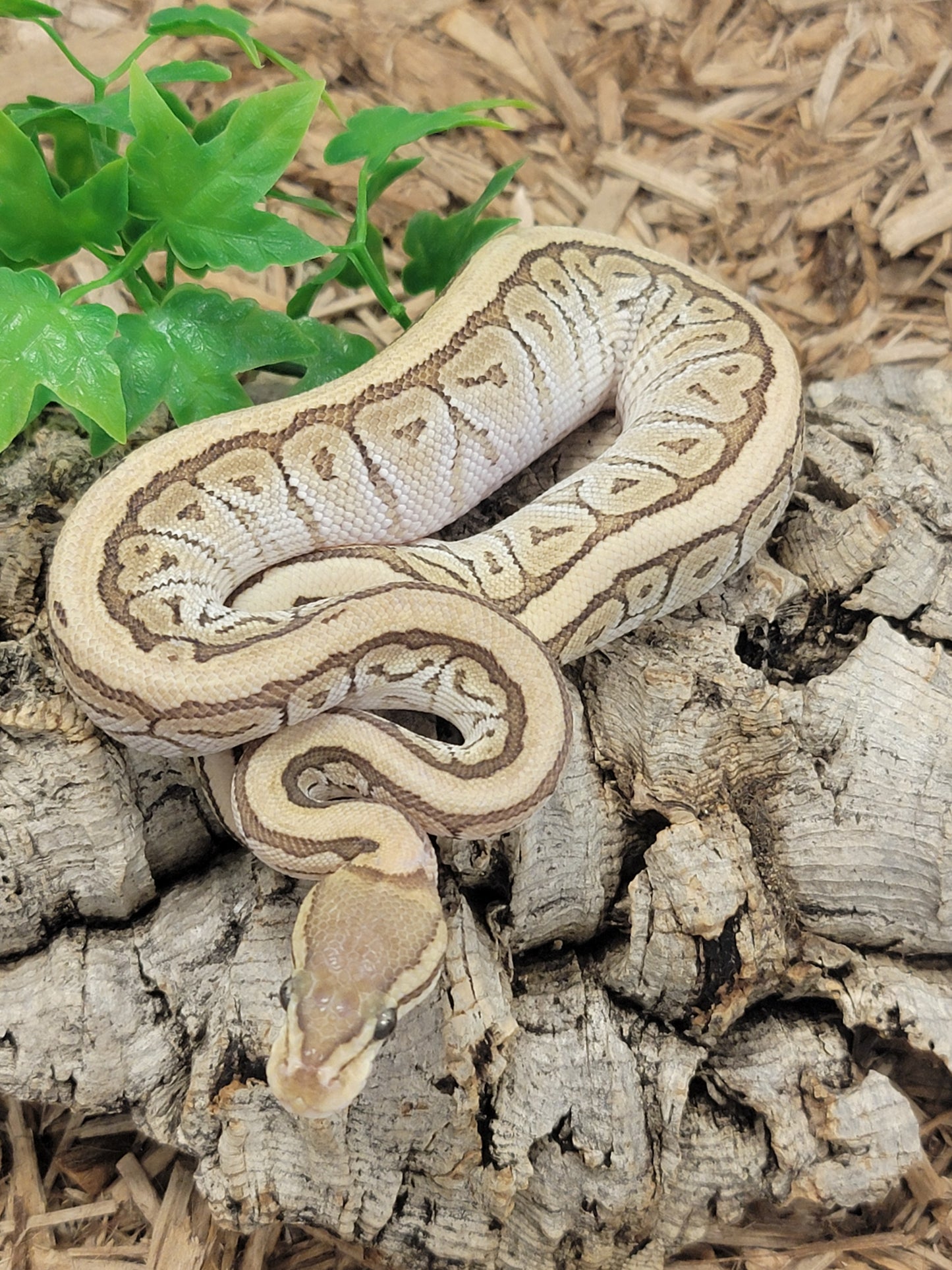 Mojave Pinstripe het Clown - M