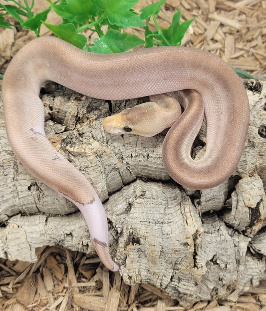 Black Pastel Cinnamon Champagne poss YB - M