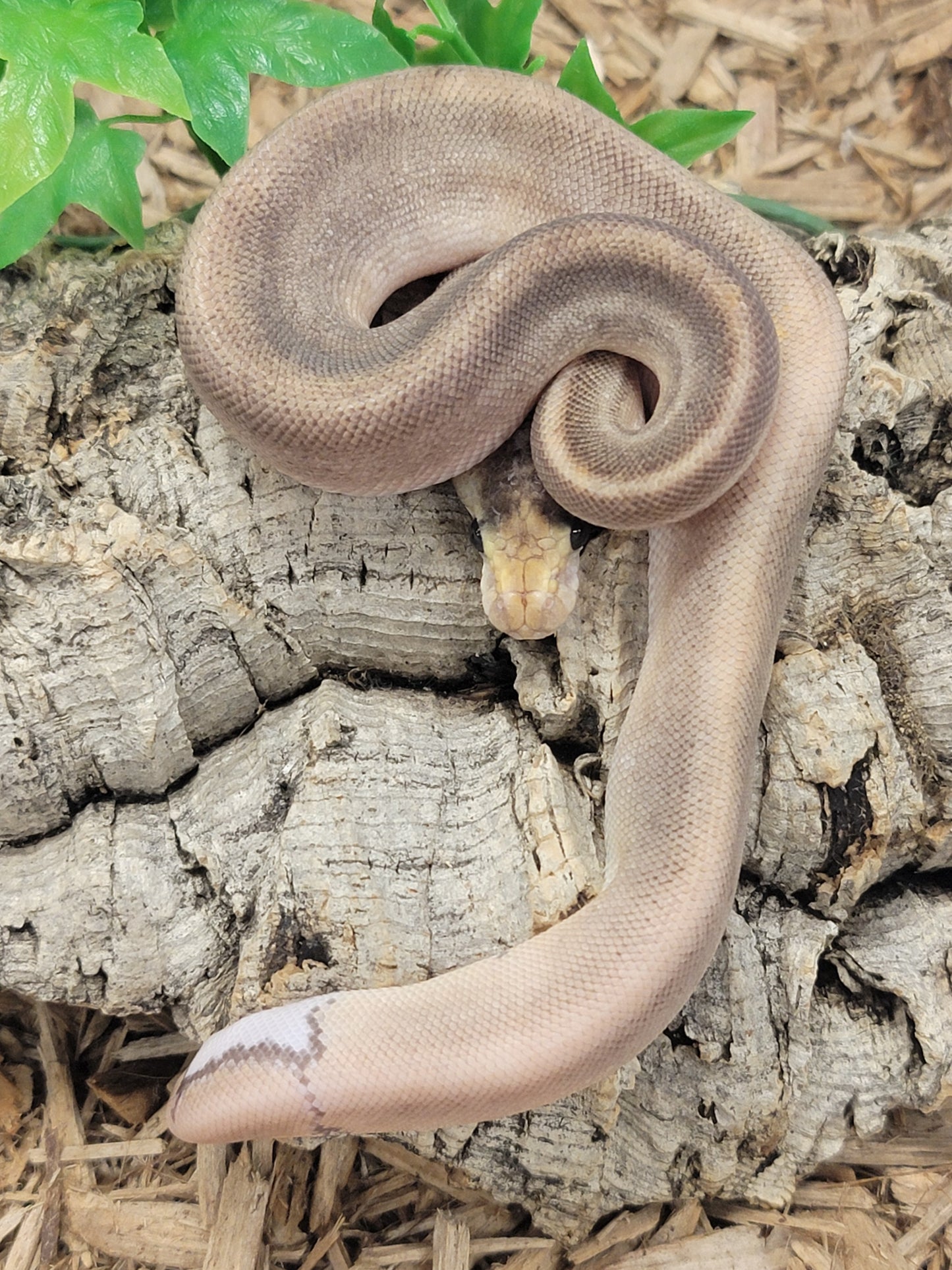 Black Pastel Cinnamon Champagne poss YB - F