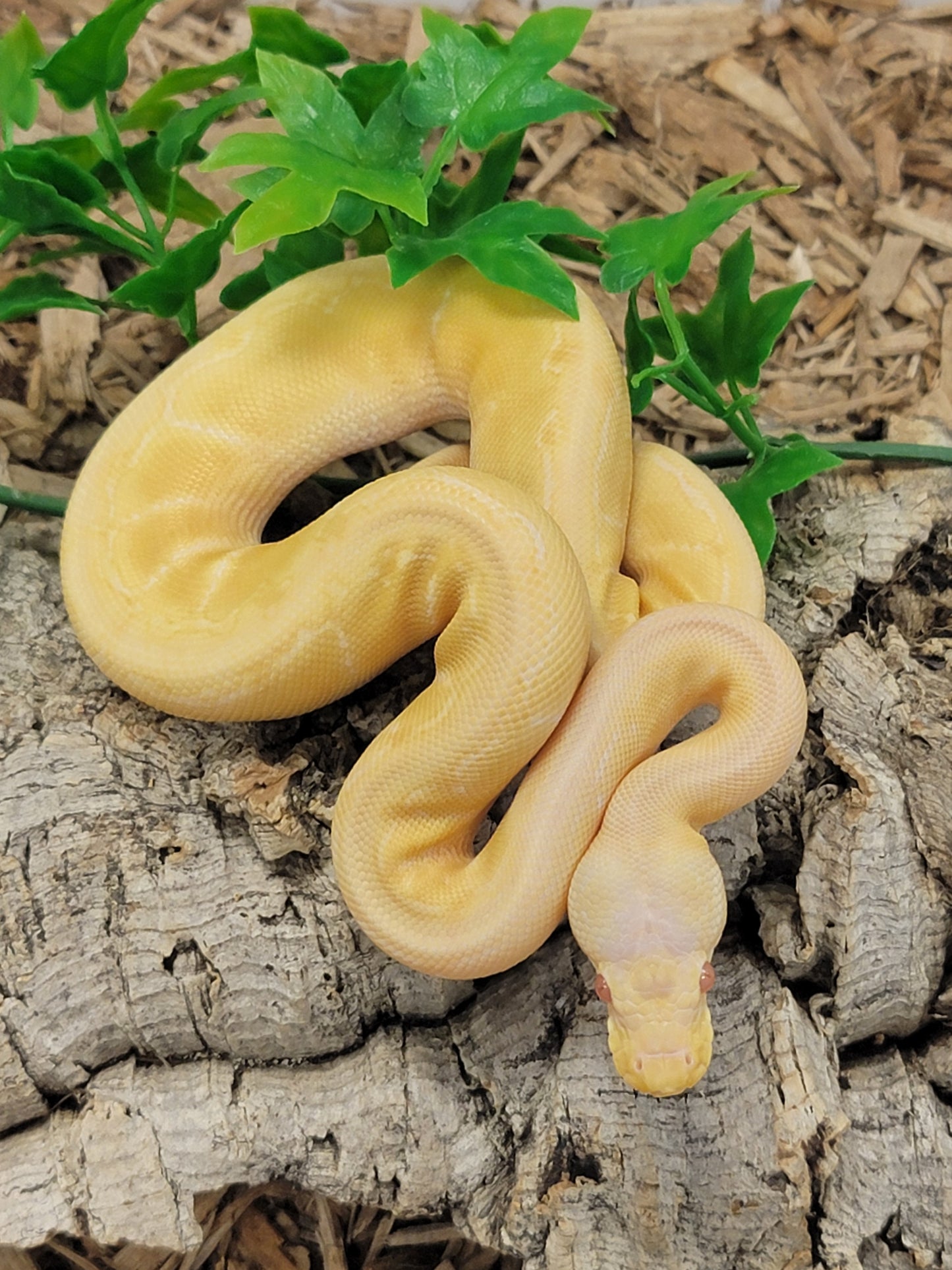 Albino Lemonblast - M