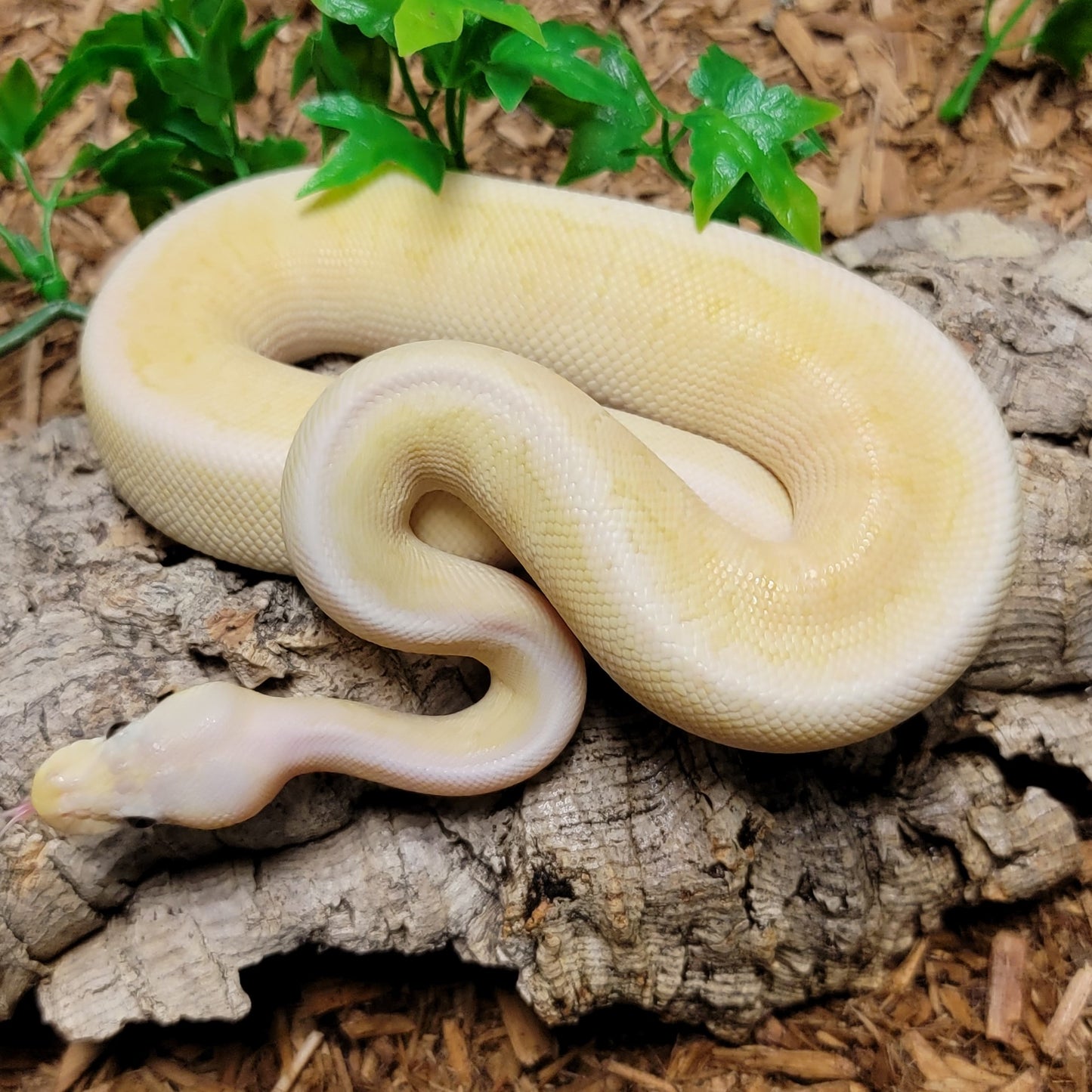 Banana Black Pewter Lemonblast het Clown - F