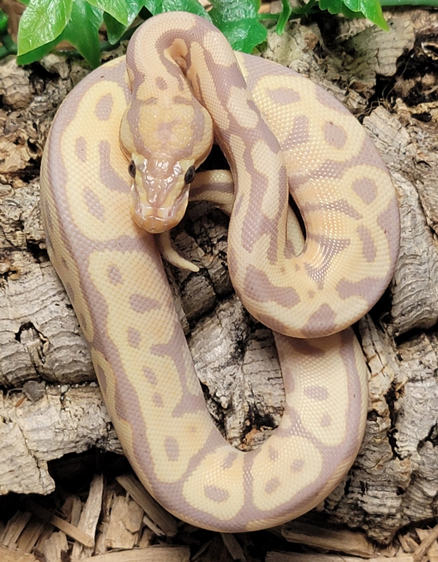Banana Leopard Spotnose - M