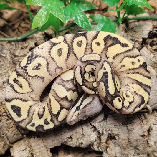 Pastel Fire Yellow Belly possible Vertigo - F