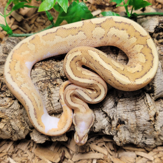 Pastel Vertigo Fire Yellowbelly poss Asphalt - M