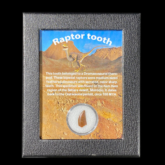 Raptor Tooth